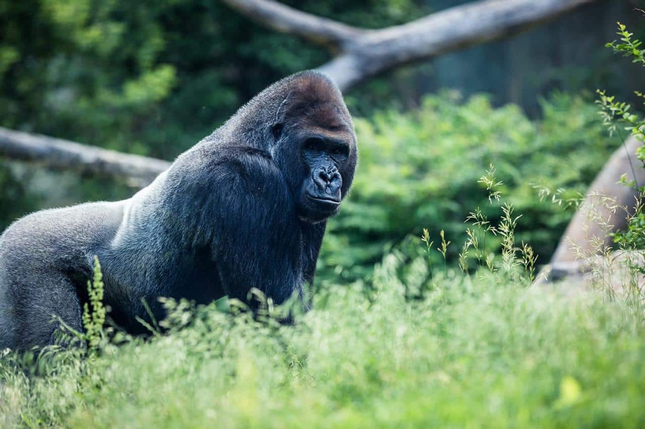 Silverback Gorilla at Omaha's Henry Doorly Zoo & Aquarium, Nebraska, USA