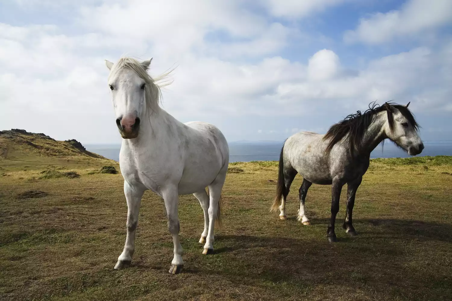 Two wild horses (Equus caballus) on coastal headland