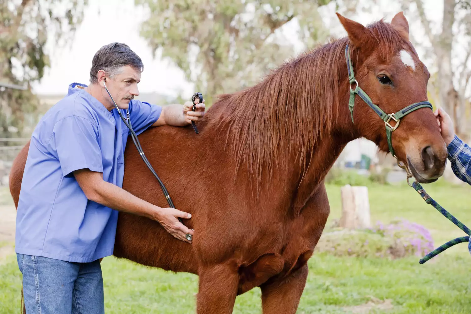 Veterinarian examining the horse