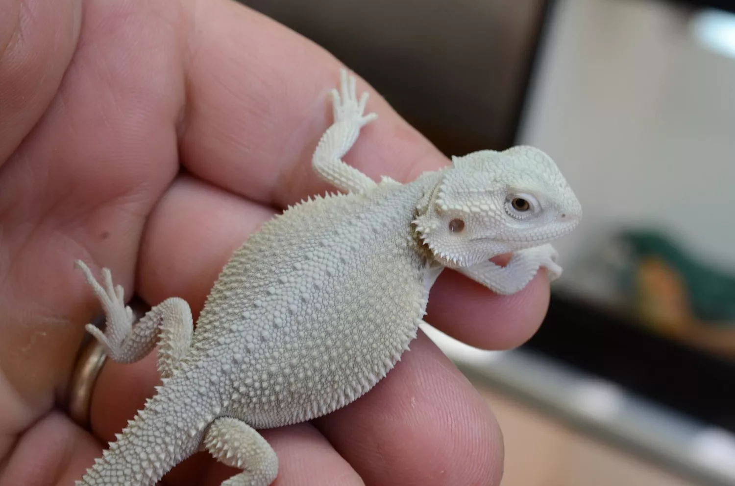 Juvenile witblit bearded dragon on a hand