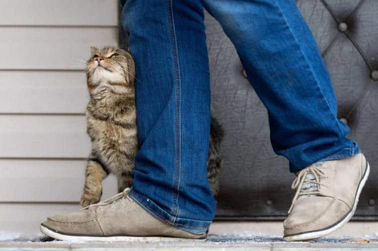 The cat and the owner. The cat pressed against the man's legs and trustingly looks