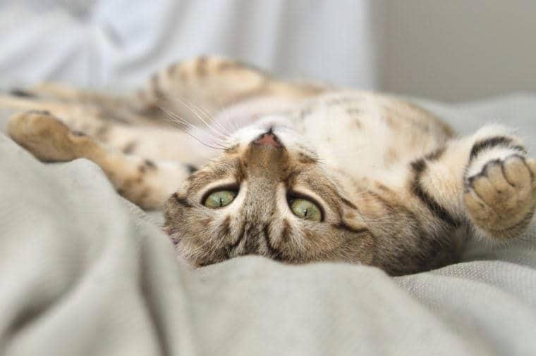 Gray Tabby Cat laying on Back