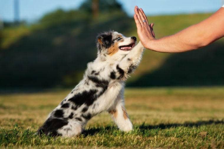 Beautiful puppy gives paw to owner