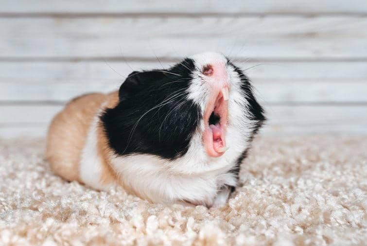 Guinea pig yawns and shows her teeth. The pet is tired. Poster. The animal screams about the stock at the store. Sale, advertising.