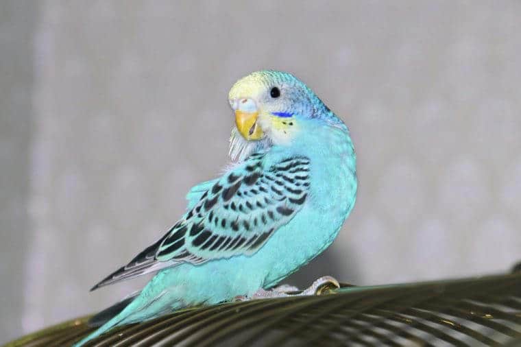 Blue wavy parrot girl cleaning its feathers at blurred background