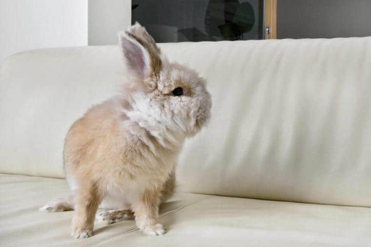 Golden rabbit sitting on a home sofa turning to look at the empty space.