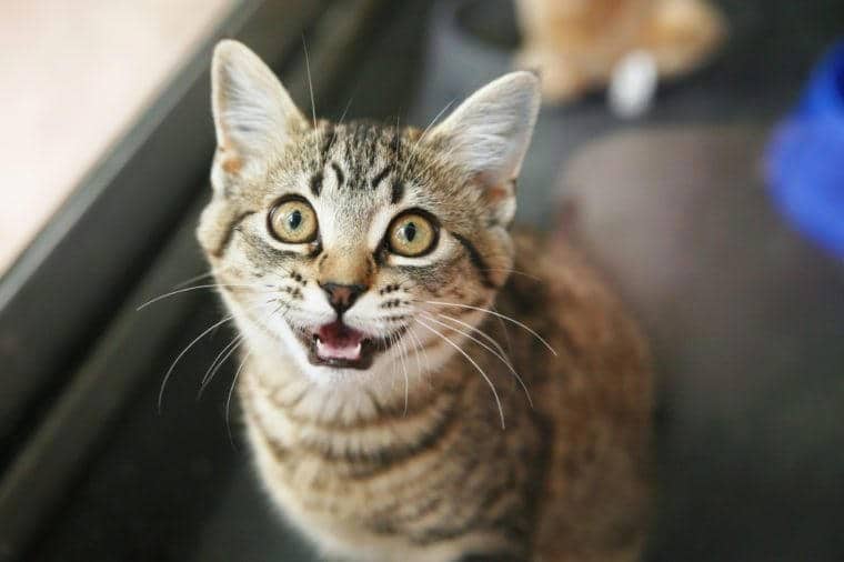 Homeless animals series. Tabby kitten looking up meowing