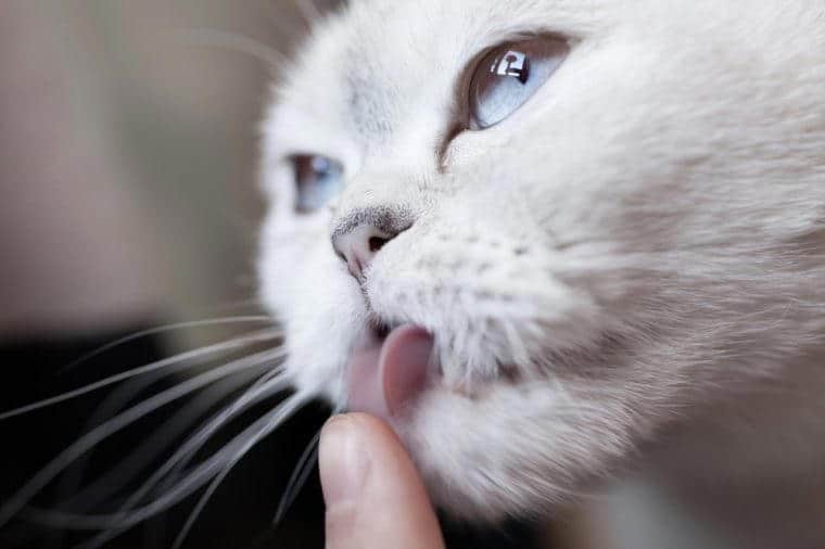 scottish fold cat close up portrait open mouth lick food from human finger with barbed tongue