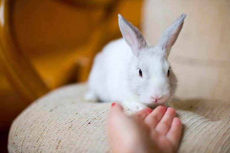 Portrait of adorable white bunny rabbit sitting on beautiful armchair, preparing to celebrate easter