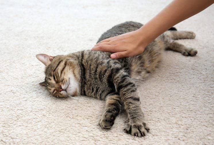 Woman stroking her cat while it resting on carpet at home