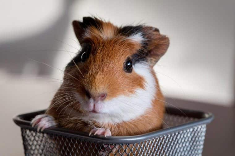 Guinea pig (Cavia porcellus) is a popular household pet.