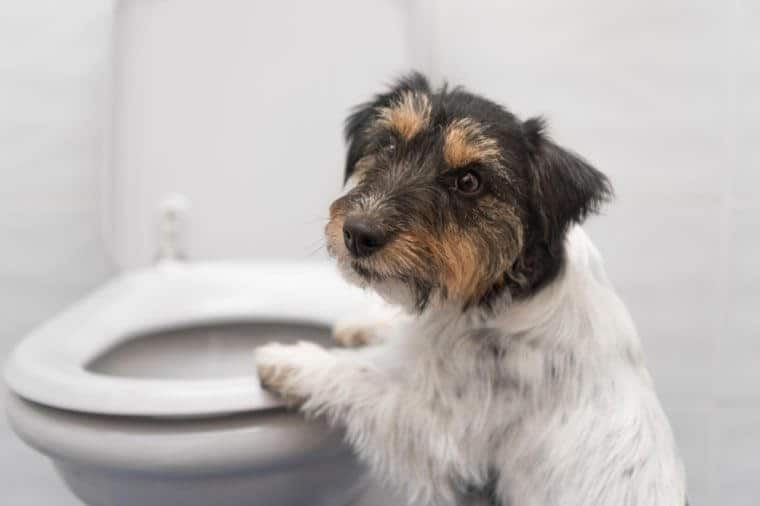 Dog on the toilet - Jack Russell Terrier