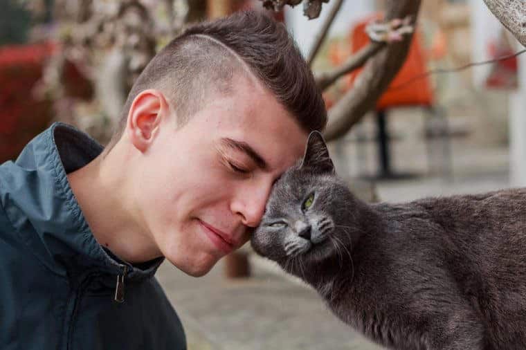 Friends at first sight. Young man befriending a cat, color version