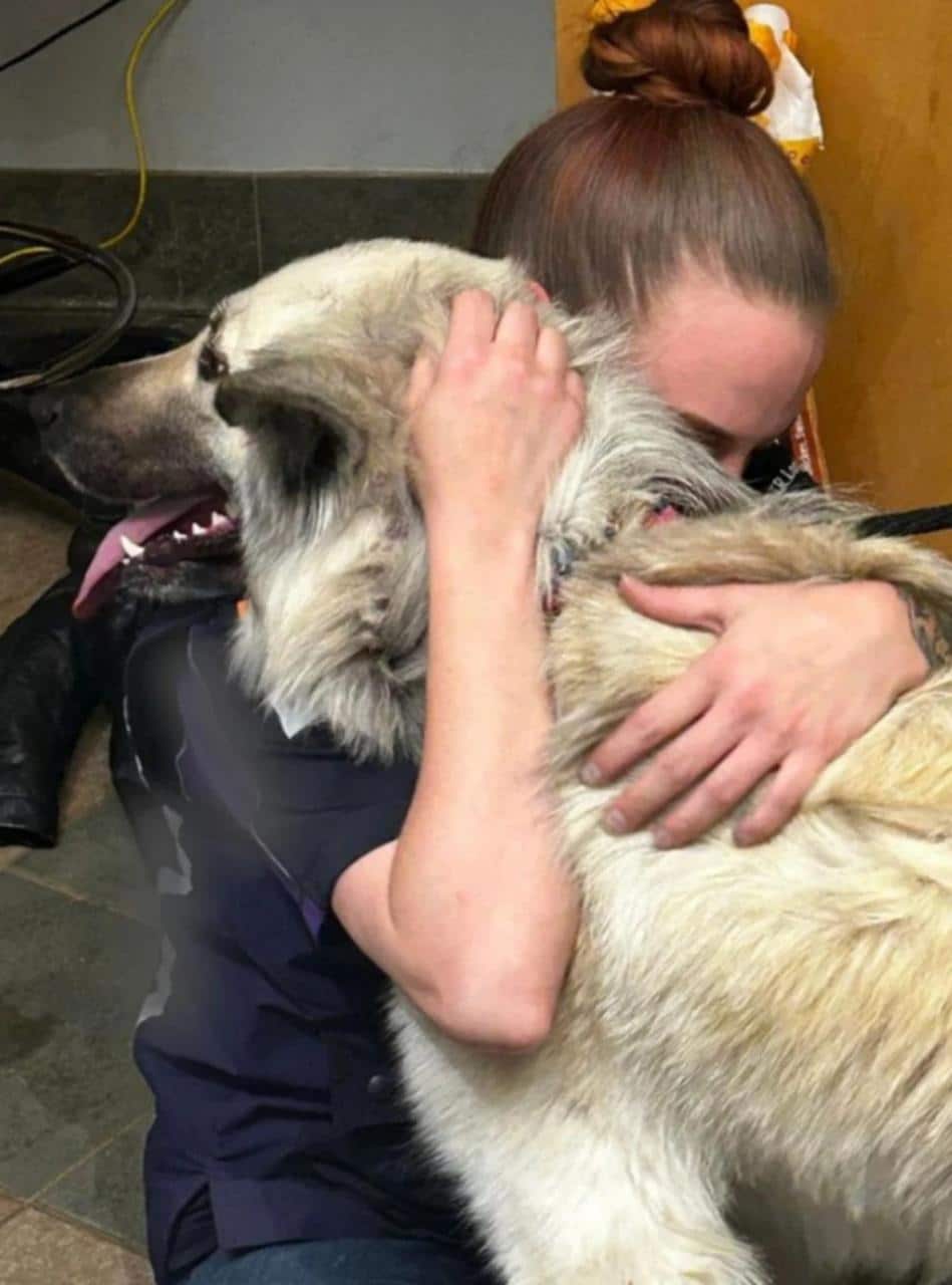 After seeing a viral video made by the shelter, the woman got in touch with staff and was finally reunited with Lilo (McKamey Animal Center)