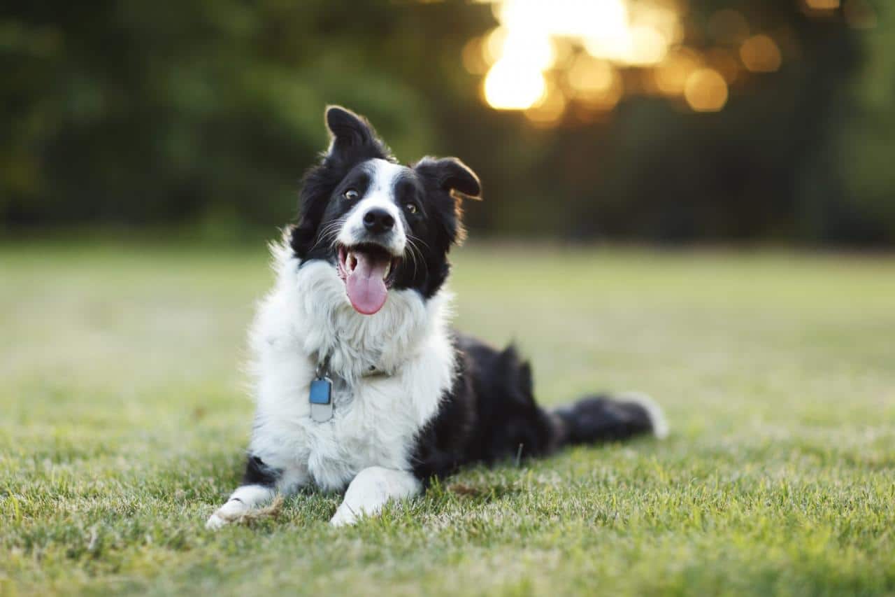 border collie outside