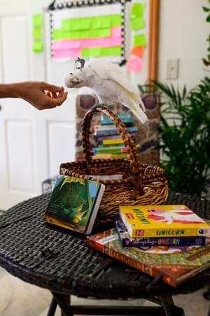 Jennifer Cunha, a Northeastern affiliated researcher, works with Ellie, Cunha’s 11-year-old Goffin’s cockatoo, at her home in Jupiter, Florida, on April 10, 2023.